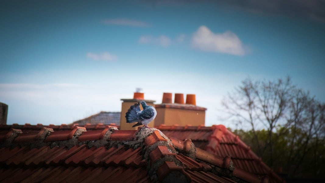 pigeon sitting on top of a roof